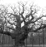 photo of Mansfield Major Oak Sherwood Forest thumbnail